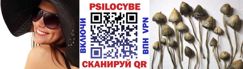 Псилоцибиновые грибы прущие грибы  Камышин 