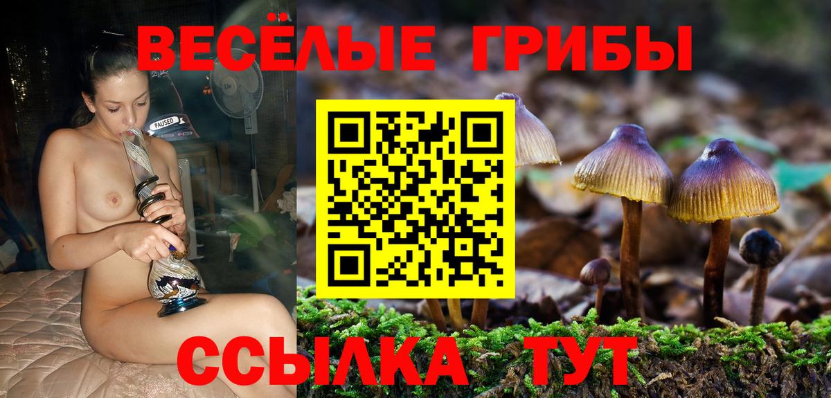 Галлюциногенные грибы Psilocybine cubensis  Вход с VPN  Камышин  где купить   Галлюциногенные грибы MAGIC MUSHROOMS 